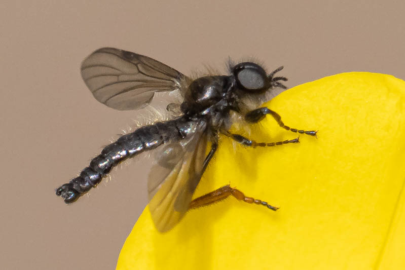 Bibio lanigerus (Shaggy St Mark's Fly).jpg